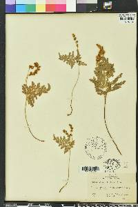 Anemia adiantifolia image