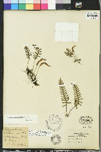 Pleopeltis polypodioides image