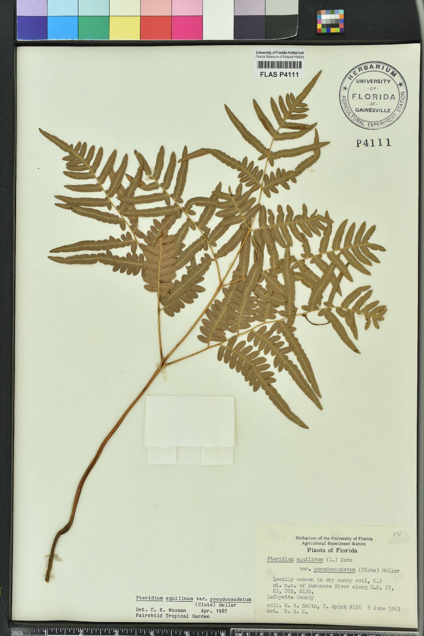 Pteridium aquilinum subsp. pseudocaudatum image