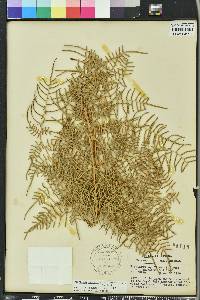 Pteridium aquilinum var. caudatum image