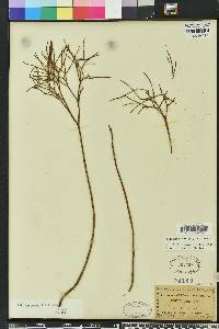 Psilotum nudum image