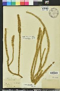 Lycopodiella alopecuroides image