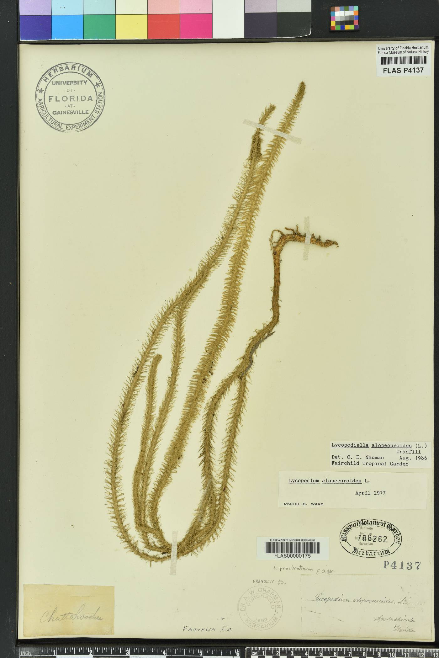 Lycopodiella alopecuroides image