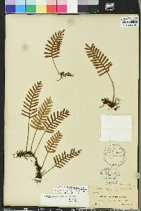 Pleopeltis polypodioides image