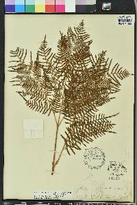 Pteridium aquilinum subsp. pseudocaudatum image