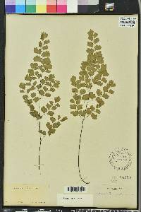 Adiantum capillus-veneris image