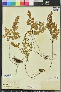 Adiantum capillus-veneris image