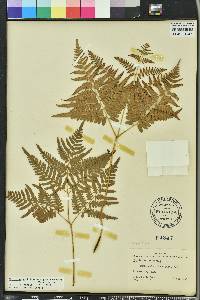 Pteridium aquilinum subsp. pseudocaudatum image