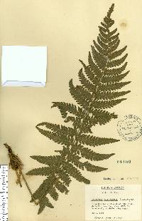 Thelypteris sclerophylla image