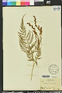 Anemia adiantifolia image