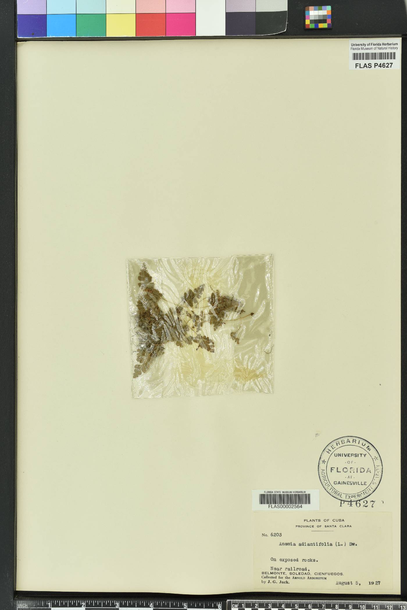 Anemia adiantifolia image