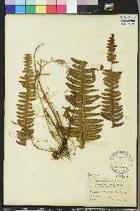 Nephrolepis exaltata image