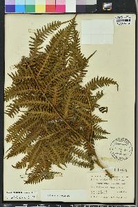 Pteris tripartita image