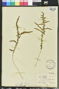 Thelypteris kunthii image