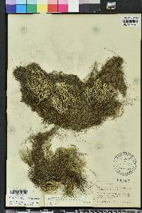 Selaginella arenicola image