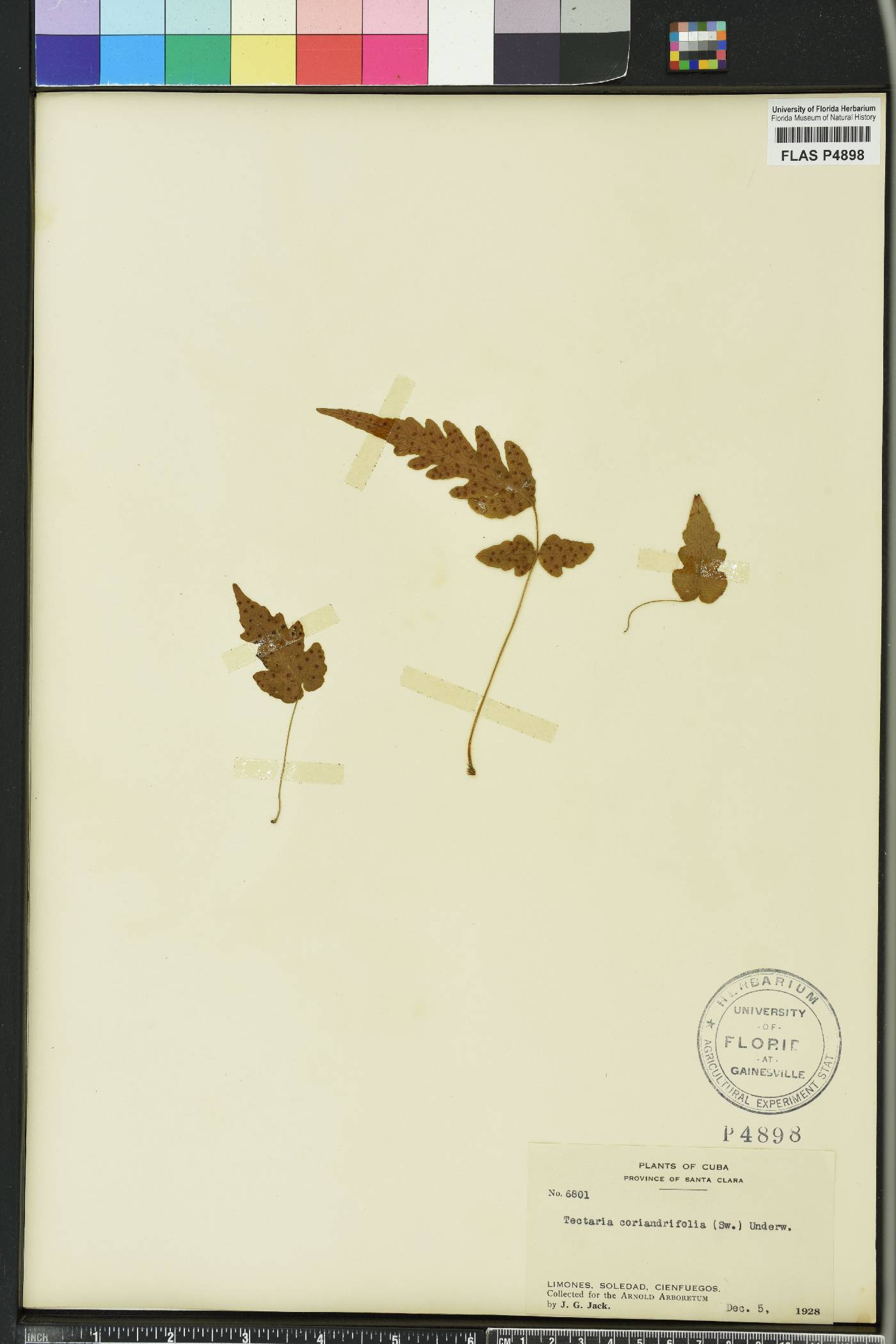 Tectaria coriandrifolia image