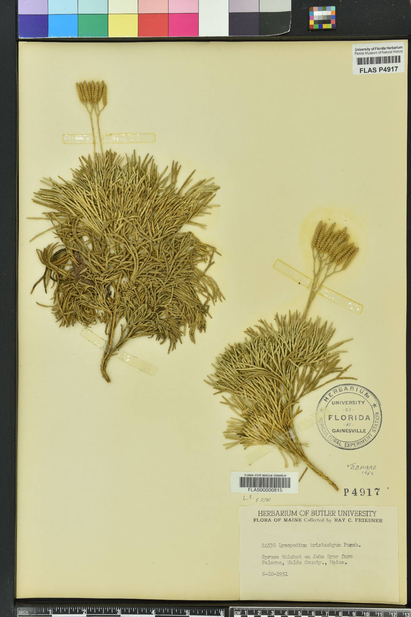 Diphasiastrum tristachyum image
