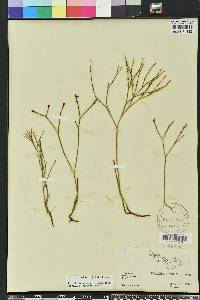 Psilotum nudum image