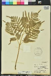 Pteridium aquilinum subsp. pseudocaudatum image