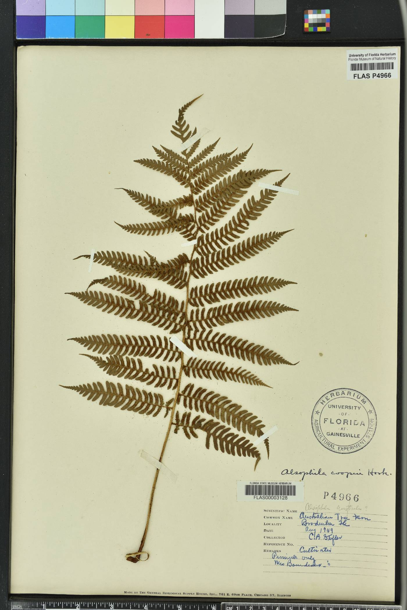 Alsophila australis image