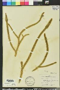 Lycopodiella alopecuroides image