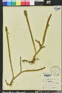 Lycopodiella alopecuroides image