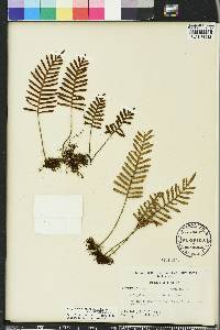 Pleopeltis polypodioides image