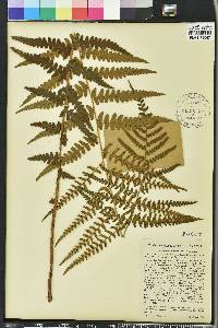 Dryopteris ludoviciana image