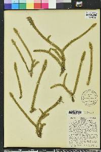 Lycopodiella alopecuroides image