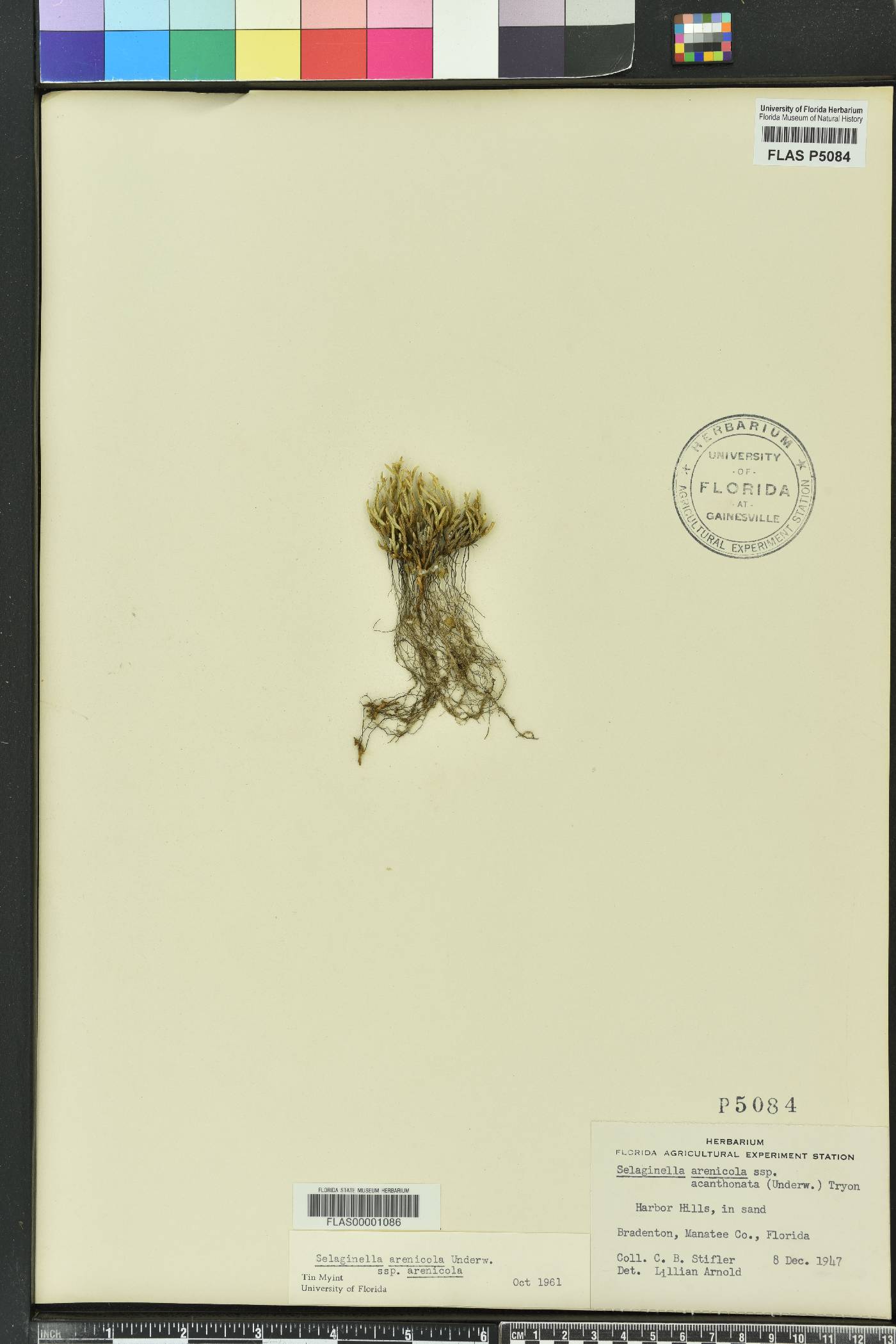 Selaginella arenicola subsp. arenicola image