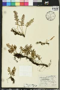 Pleopeltis polypodioides image