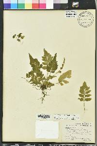 Asplenium abscissum image