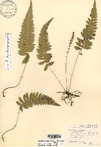 Blechnum occidentale var. minor image