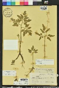 Sceptridium biternatum image