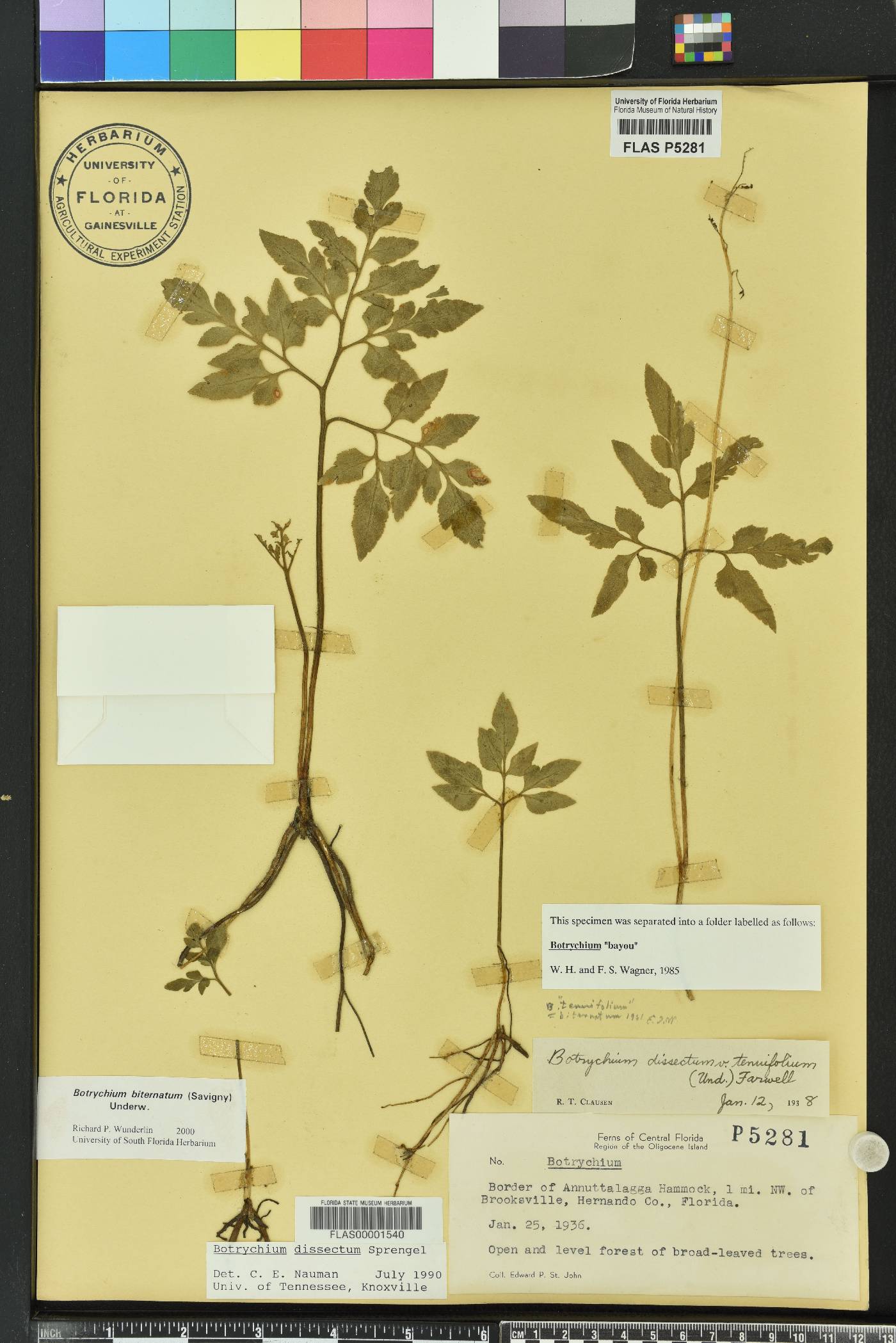 Sceptridium biternatum image