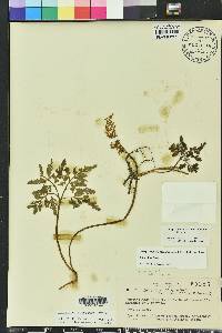 Sceptridium biternatum image