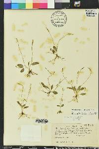 Ophioglossum nudicaule image