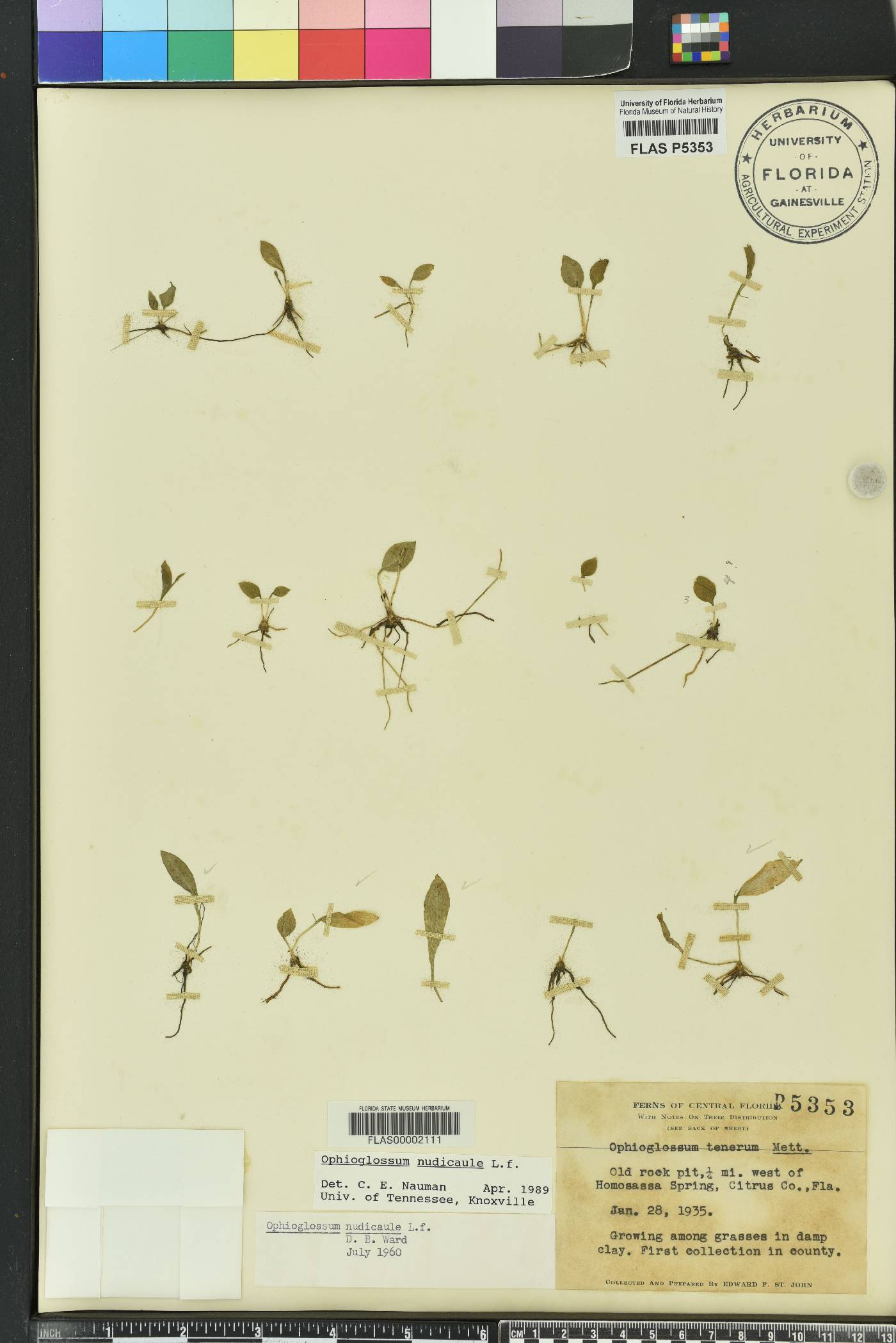 Ophioglossum nudicaule image