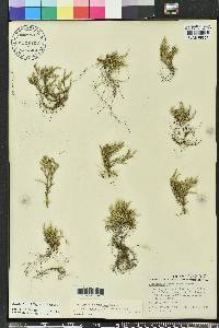 Selaginella arenicola image