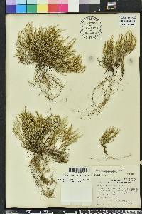 Selaginella arenicola image