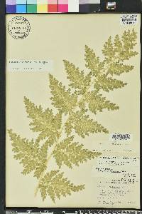 Selaginella willdenowii image