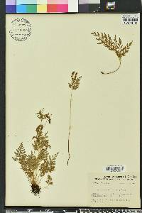 Anemia adiantifolia image