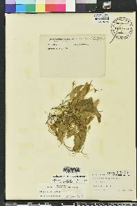 Ophioglossum petiolatum image