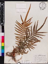 Pteris vittata image