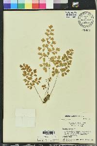 Adiantum capillus-veneris image