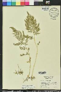 Selaginella braunii image