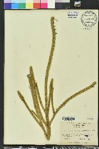 Lycopodiella alopecuroides image