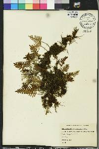 Pleopeltis polypodioides image