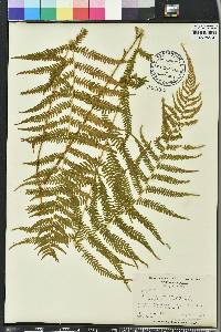 Thelypteris kunthii image