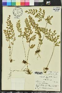 Adiantum capillus-veneris image